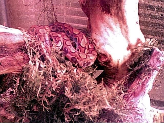 Citrus- female rainbow boa