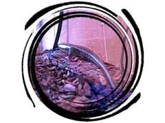 Poor old skink