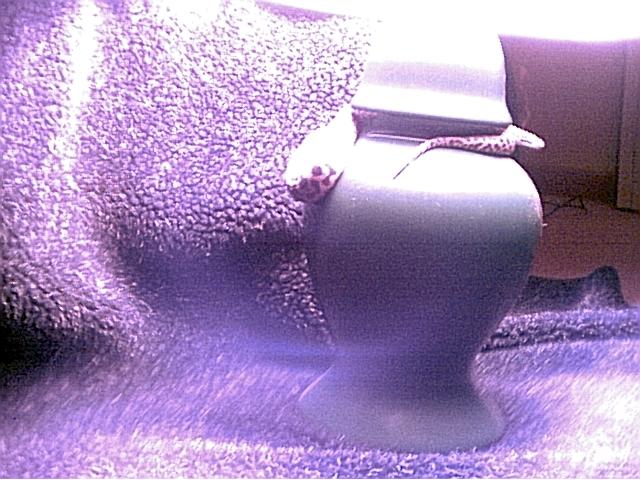 My little spotter python