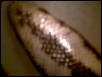 My rosy boa