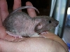 hairless baby 1