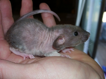hairless baby 1
