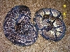 axanthic Female