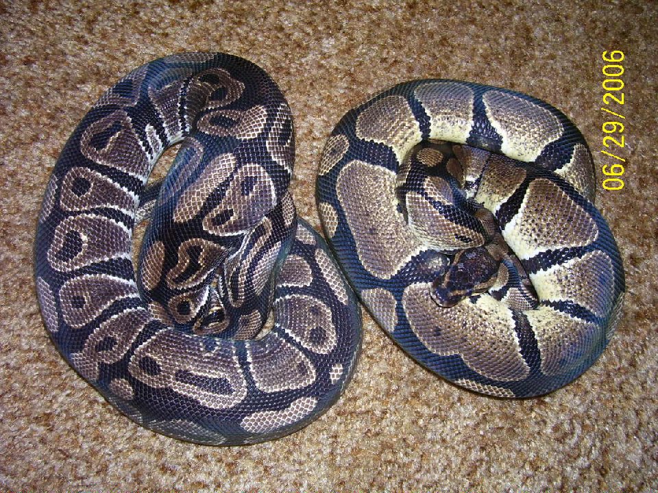 axanthic Female