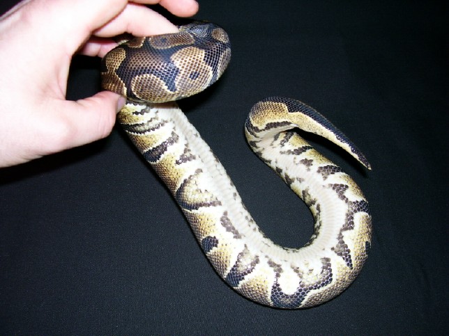 poss yellowbelly