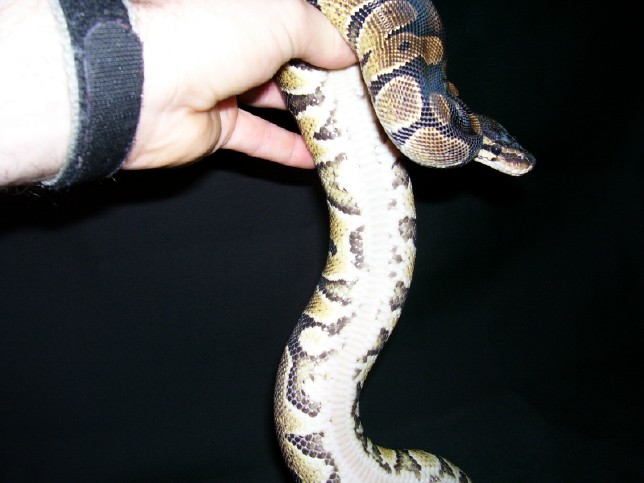 yellowbelly 2