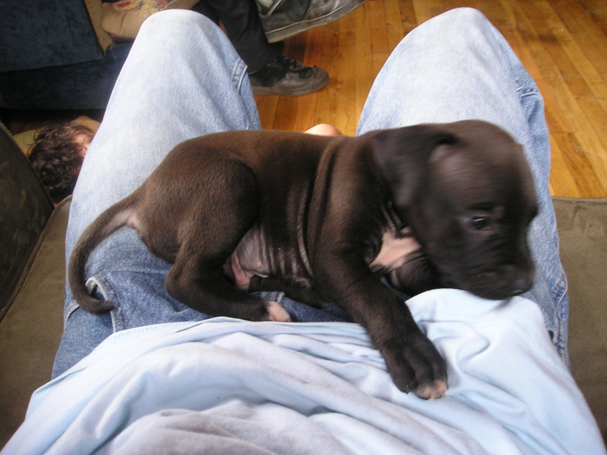 Loki (5weeks) 2