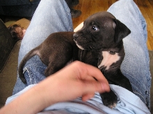 Loki (5weeks)