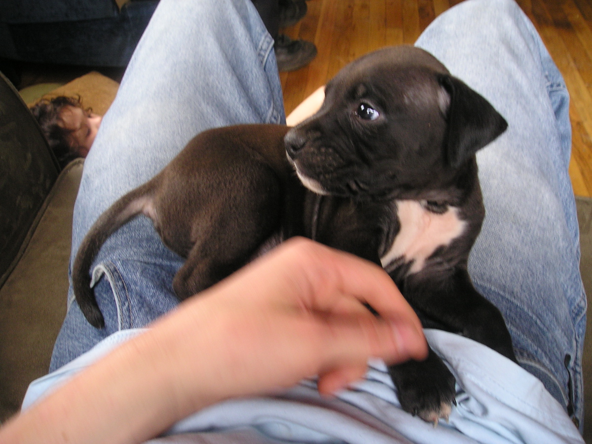 Loki (5weeks)