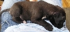 Loki (5weeks) 3