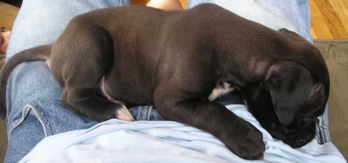 Loki (5weeks) 3