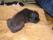 Loki (5weeks) Sleeping