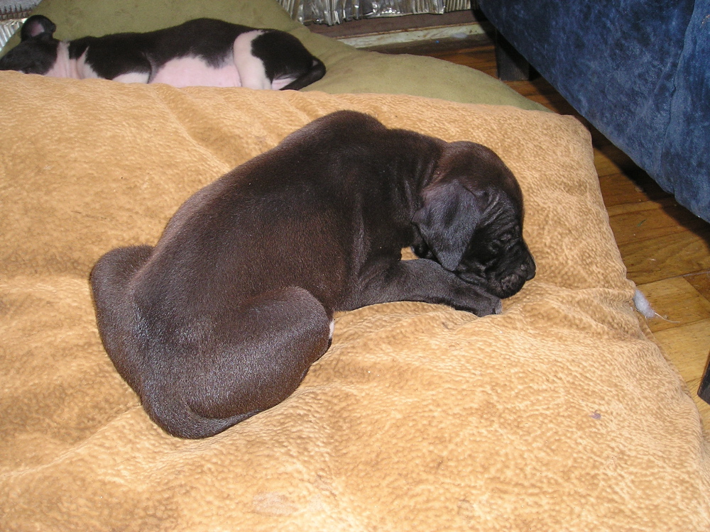 Loki (5weeks) Sleeping