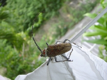 What kind of beetle is this?