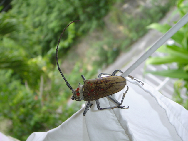 What kind of beetle is this?