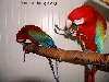 Angel & Rocky