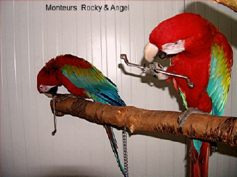 Angel & Rocky