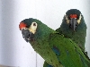 Illigers macaw's