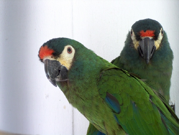 Illigers macaw's