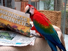 Scooter is also a hybride macaw, here name is Scooter.
