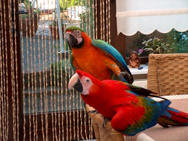 Kanjer & Scooter
