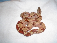My new Hypo