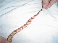 My new Hypo's tail