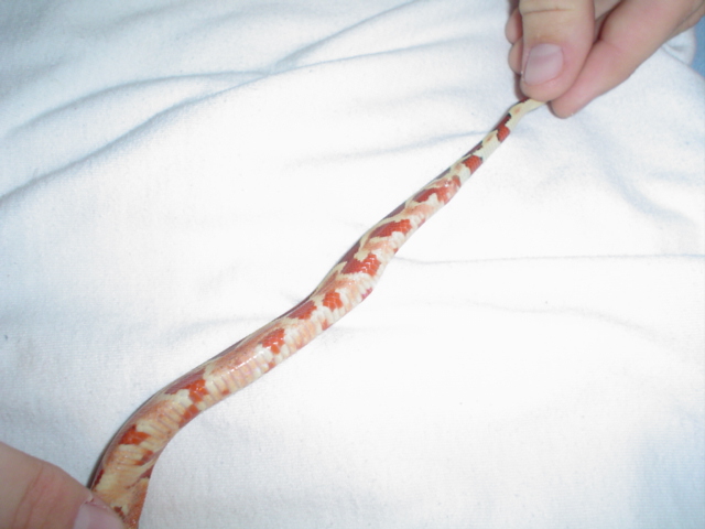 My new Hypo's tail