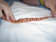 My new Hypo's tail 2