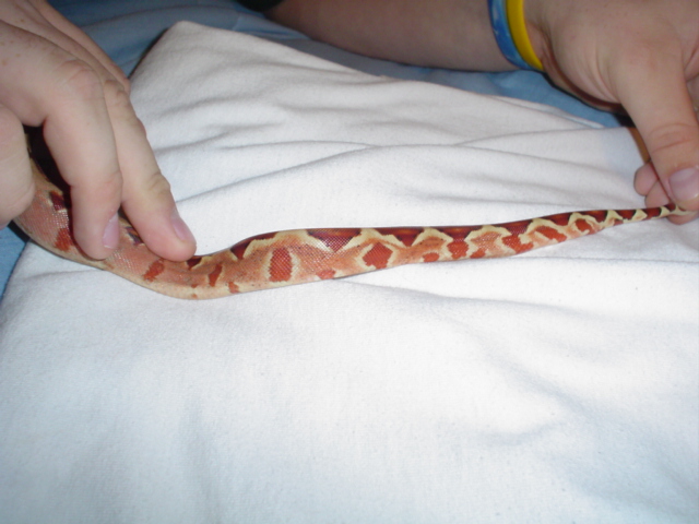 My new Hypo's tail 2