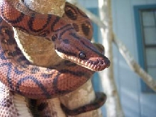 My male Brazilian Rainbow Boa