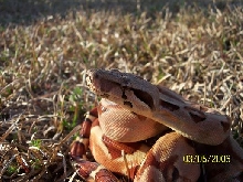 MyHypo1