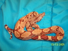 MyHypo2