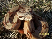 hypoupclose