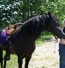 FS Dominante-black paso fino stallion