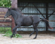 FS Gabardina