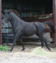 FS Gabardina de Dominante