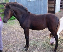 paso fino filly