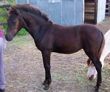 paso fino filly