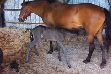 paso fino mom and daughter