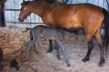 paso fino mom and daughter