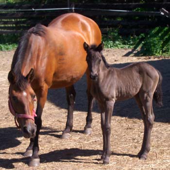paso fino mom and daughter