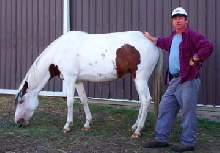 pinto paso fino