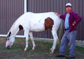 pinto paso fino