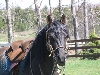 FS Dominante(El Classico de Plebeyo x Hidalguia La Joya(Ladrillo)