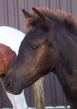 paso fino filly