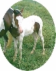 Arlequin as a baby