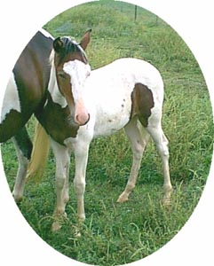 Arlequin as a baby