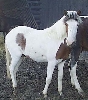 FS Arlequin