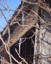 icicles